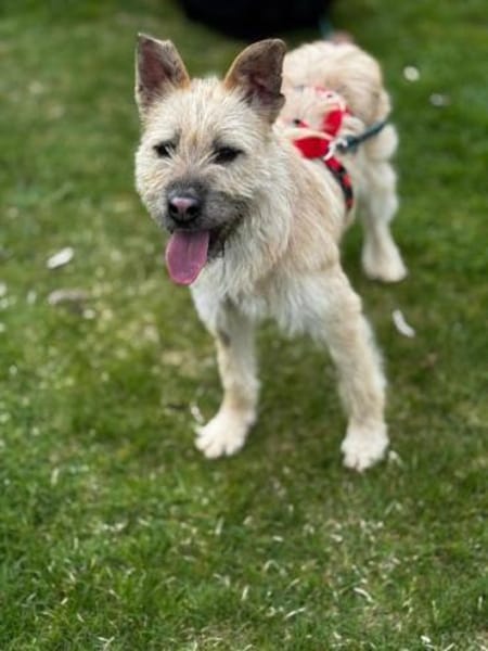 NETTI -kleine Strahlemaus-