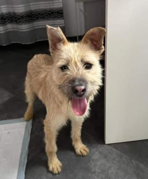 NETTI -kleine Strahlemaus-