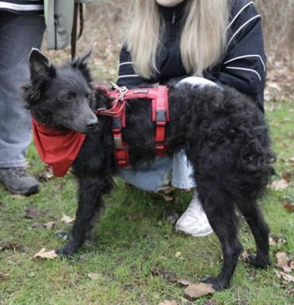 Sanfter Szike in 38268 Lengede-Broistedt