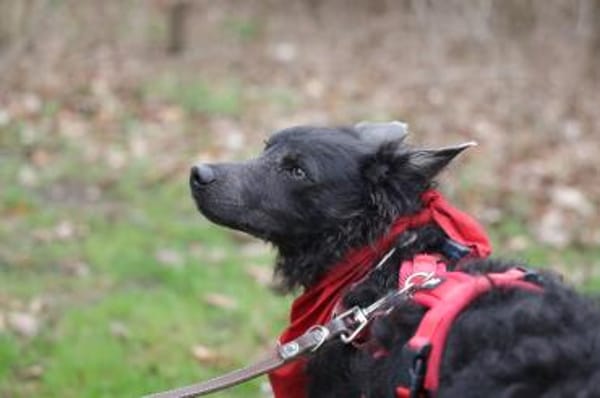 Sanfter Szike in 38268 Lengede-Broistedt