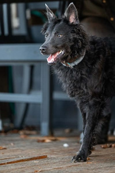 Sanfter Szike in 38268 Lengede-Broistedt