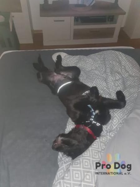 Hundekind Joker auf Pflegestelle