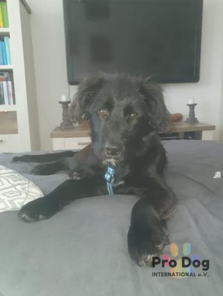 Hundekind Joker auf Pflegestelle