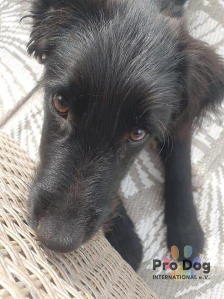 Hundekind Joker auf Pflegestelle