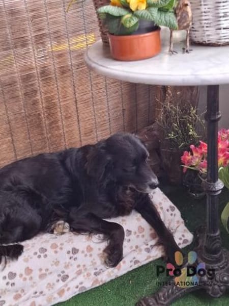 Hundekind Joker auf Pflegestelle