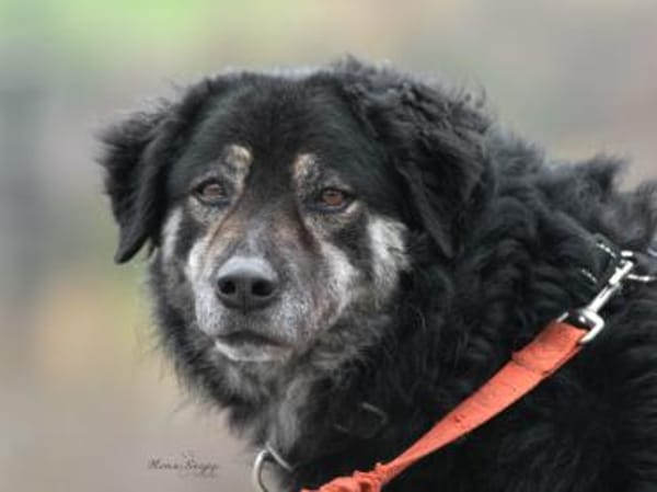 Bonnie wünscht sich ein Zuhause