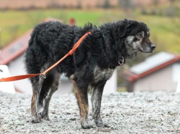 Bonnie wünscht sich ein Zuhause