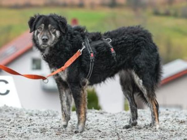 Bonnie wünscht sich ein Zuhause