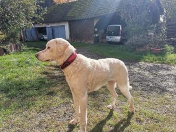 Chopper sucht sein Traumzuhause