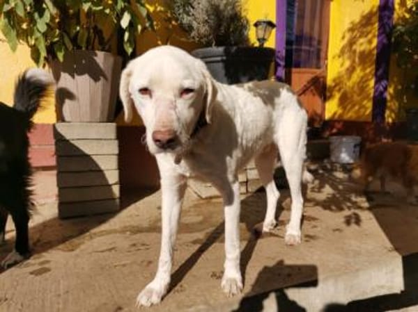 Chopper sucht sein Traumzuhause