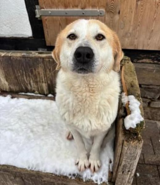 LYNN - verschmuste Hündin sucht Familie