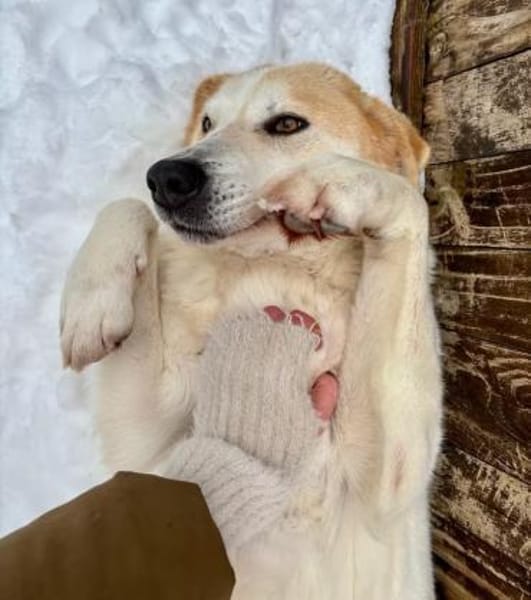 LYNN - verschmuste Hündin sucht Familie