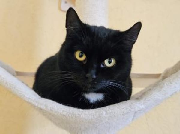 MOMO - geb. ca. 05/2022 - wk