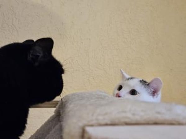 MOMO - geb. ca. 05/2022 - wk