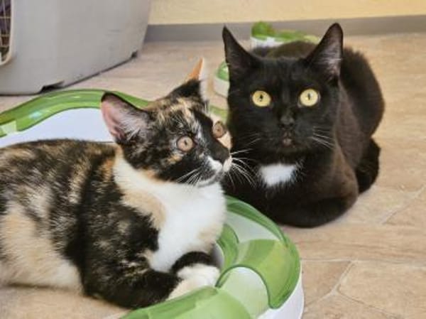 MOMO - geb. ca. 05/2022 - wk