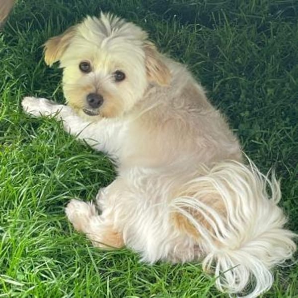 Angel💕kleiner Engel