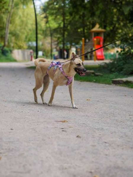 Lea, Dein zukünftiger Seelenhund🐾
