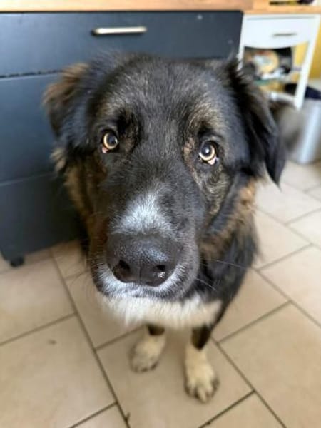 Nemo sucht konsequente Rassekenner