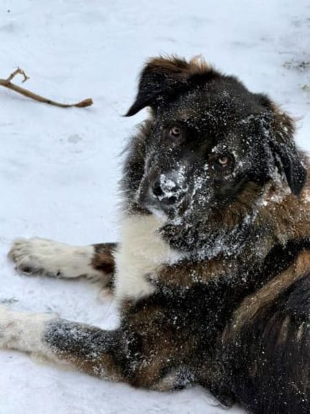 Nemo sucht konsequente Rassekenner