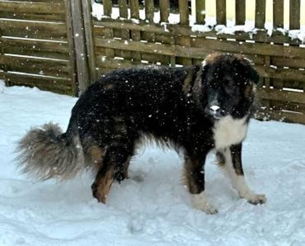 Nemo sucht konsequente Rassekenner