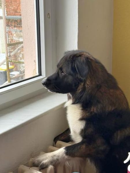 Nemo sucht konsequente Rassekenner