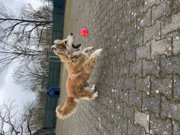 Große, flauschige Emma sucht Einzelplatz