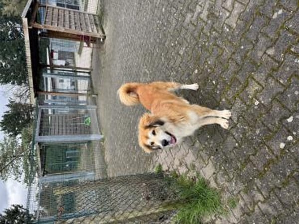 Große, flauschige Emma sucht Einzelplatz