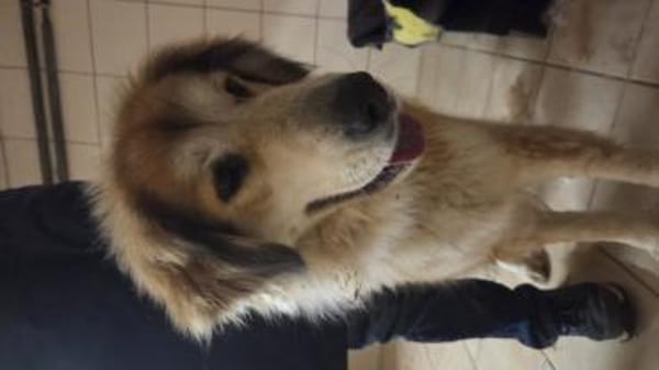 Große, flauschige Emma sucht Einzelplatz