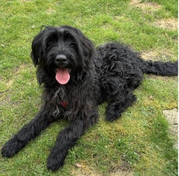 Armani, Riesenschnauzer-Mix (geb.08/25)