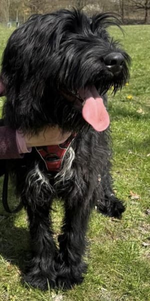 Armani, Riesenschnauzer-Mix (geb.08/25)