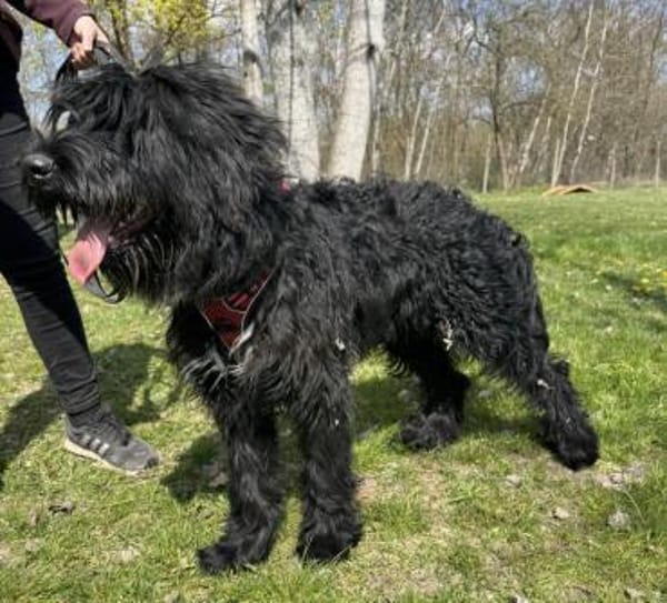 Armani, Riesenschnauzer-Mix (geb.08/25)