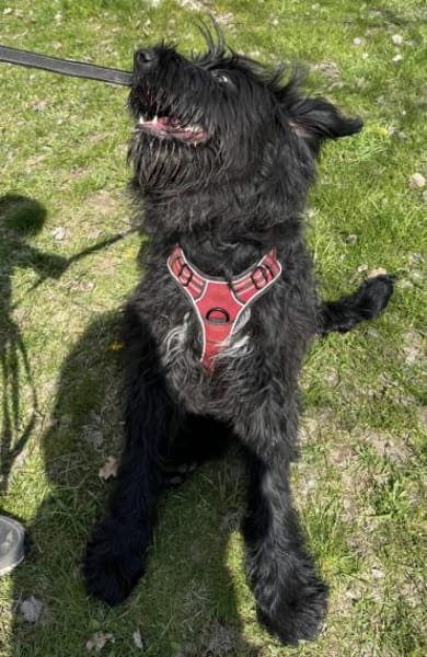 Armani, Riesenschnauzer-Mix (geb.08/25)