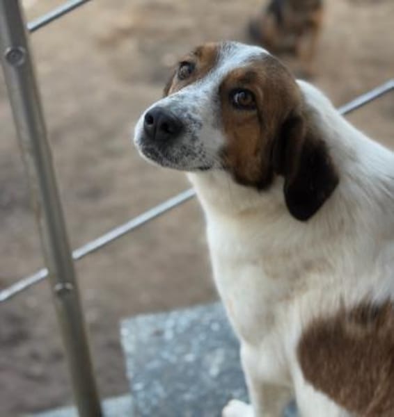 SONORA - hübsche liebe junge Hündin