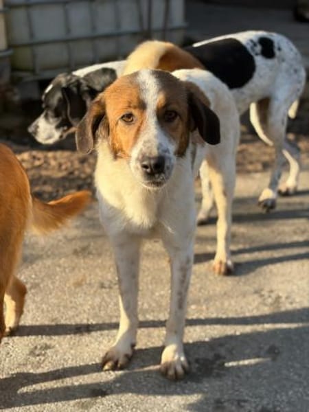 SONORA - hübsche liebe junge Hündin