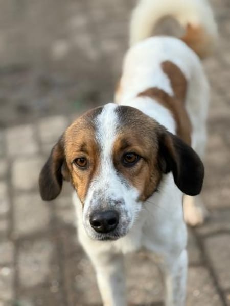 SONORA - hübsche liebe junge Hündin