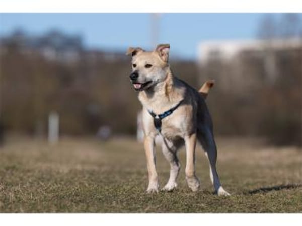 Maron - wartet in 99427 Weimar