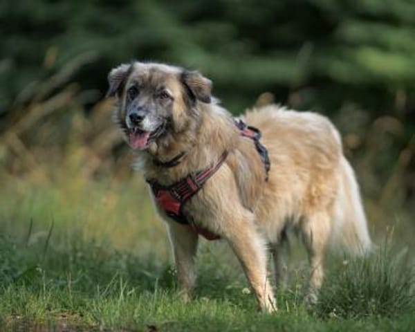 BENNY sucht erfahrene Hände