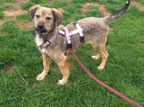 Jellybean - wartet in 91325 Adelsdorf