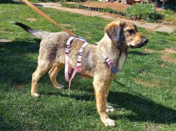 Jellybean - wartet in 91325 Adelsdorf