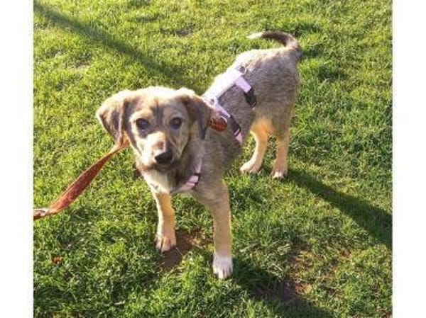 Jellybean - wartet in 91325 Adelsdorf