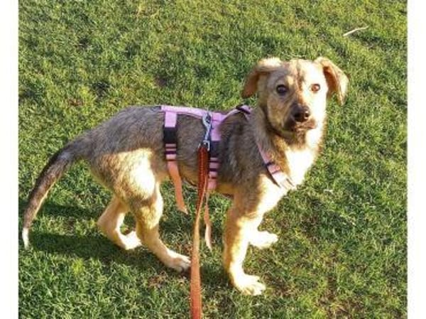 Jellybean - wartet in 91325 Adelsdorf