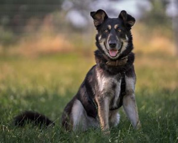 Langzeitinsasse ARGO sucht dringendst..