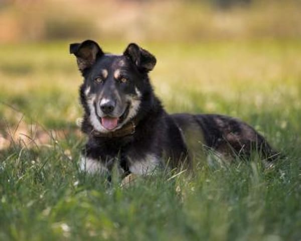 Langzeitinsasse ARGO sucht dringendst..