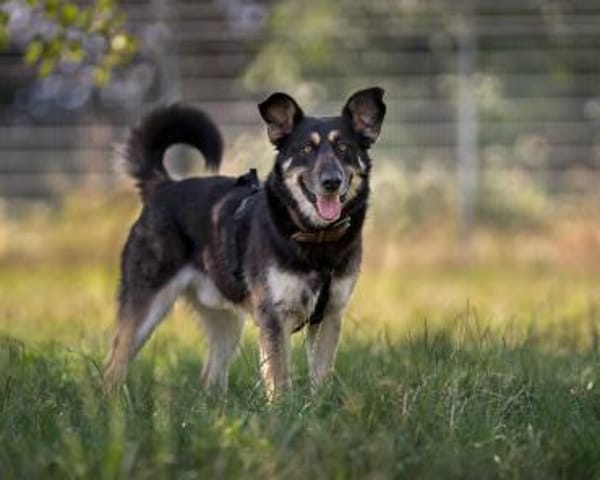 Langzeitinsasse ARGO sucht dringendst..