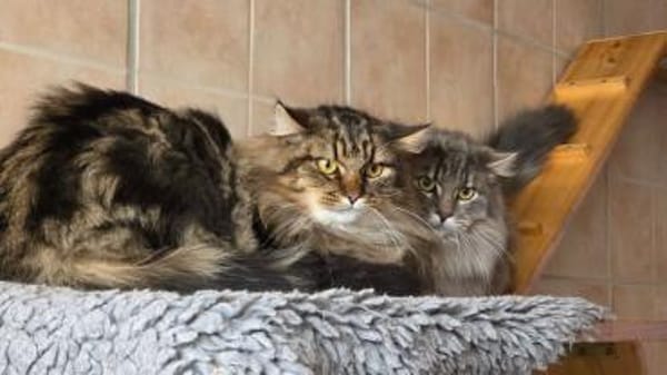 viele Katzen aller Farben/Alters