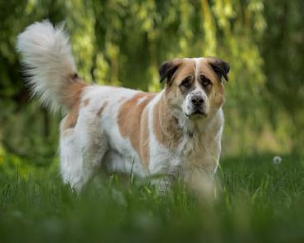 Beethoven sucht erfahrene Menschen