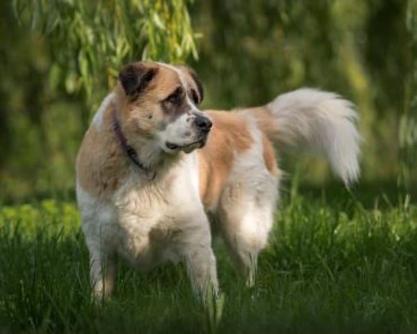 Beethoven sucht erfahrene Menschen