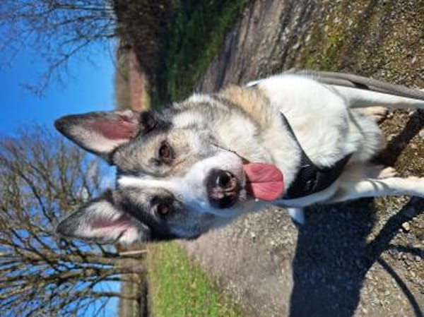 aufgeschlossener BOBBY braucht Anschluß