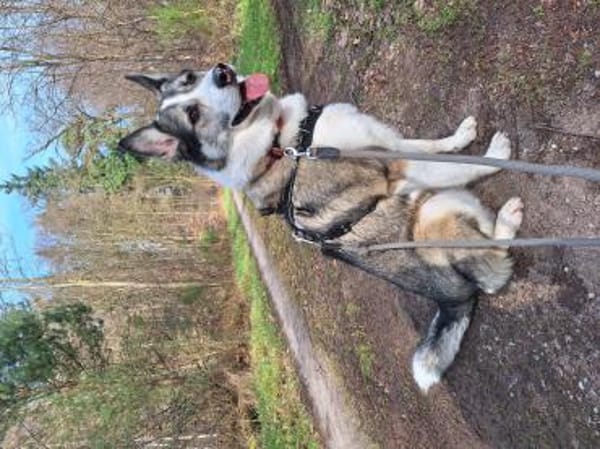 aufgeschlossener BOBBY braucht Anschluß