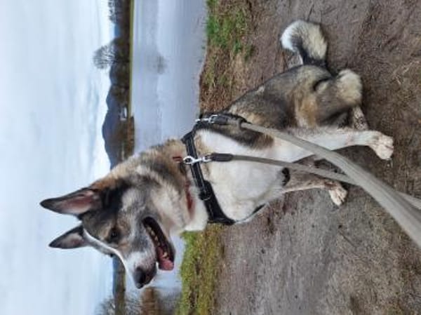 aufgeschlossener BOBBY braucht Anschluß